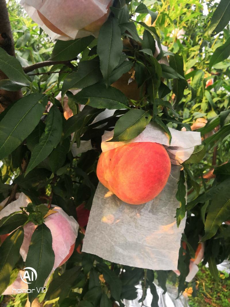 蓬莱仙桃成熟上市了，产地桃园直采直供，**脆晚熟离核大桃