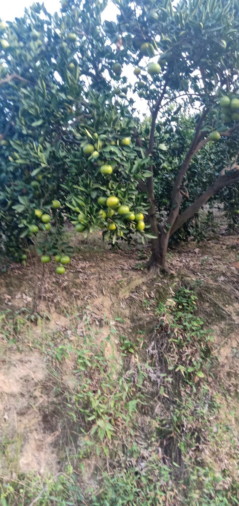 湖北特早熟蜜橘皮薄肉甜无渣坏果包赔大量上市欢迎联系