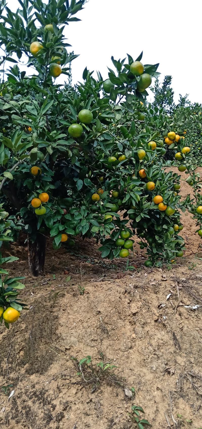 湖北特早熟蜜橘皮薄肉甜无渣坏果包赔大量上市欢迎联系