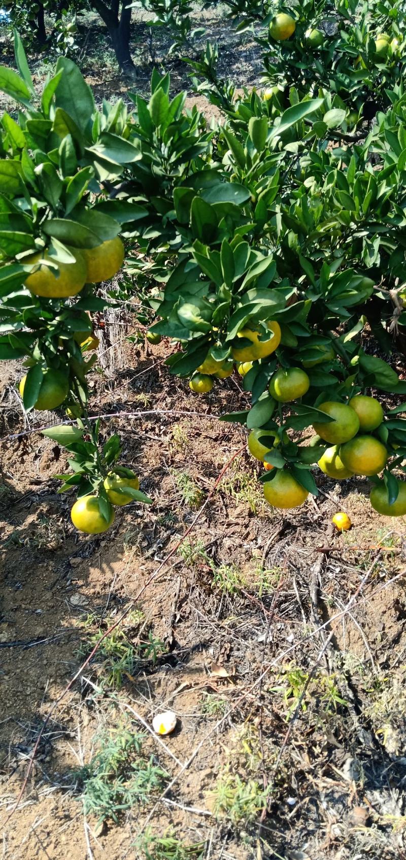 湖北特早熟蜜橘皮薄肉甜无渣坏果包赔大量上市欢迎联系