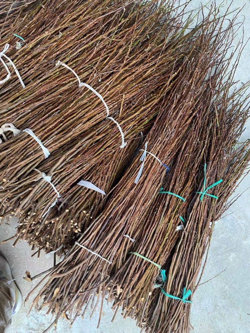 金蝉（知了猴、爬叉）知卵李子条.桃树枝、大量供应…………