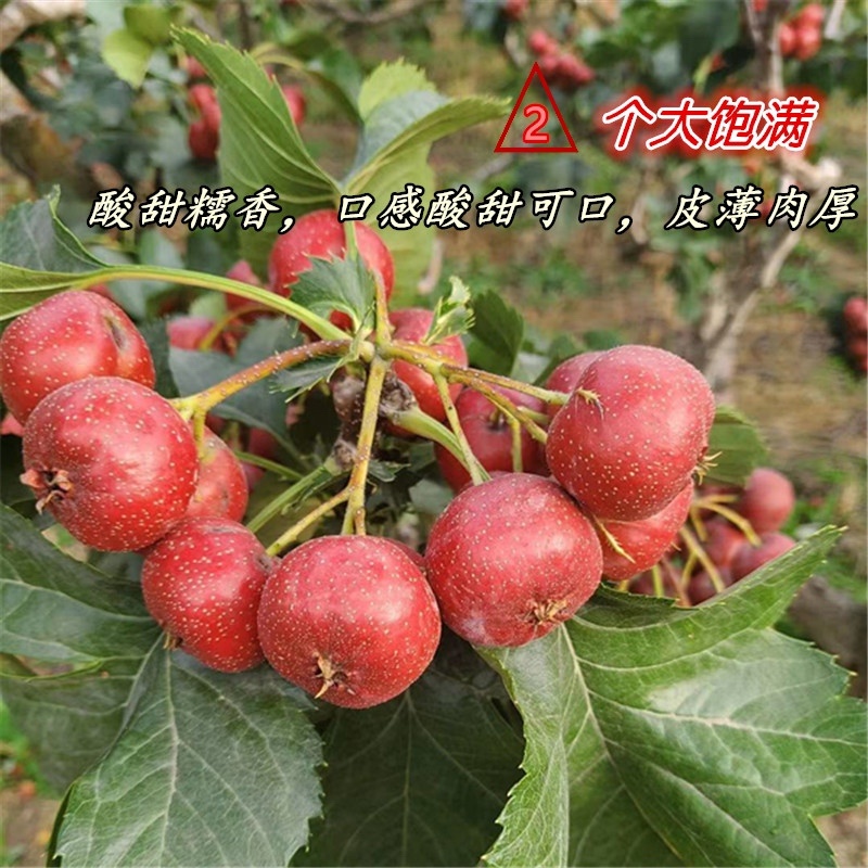 沂蒙山区.远离污染.健康饮食.产地直供.现摘现发。
