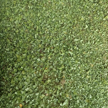 广西小叶金钱草新货水洗晒干干度好质量保证