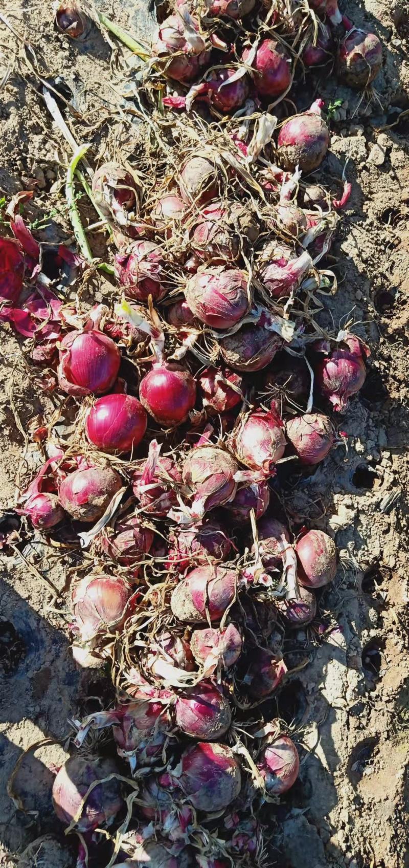 洋葱批发甘肃洋葱基地甘肃西域胜陇源农业优质洋葱基地