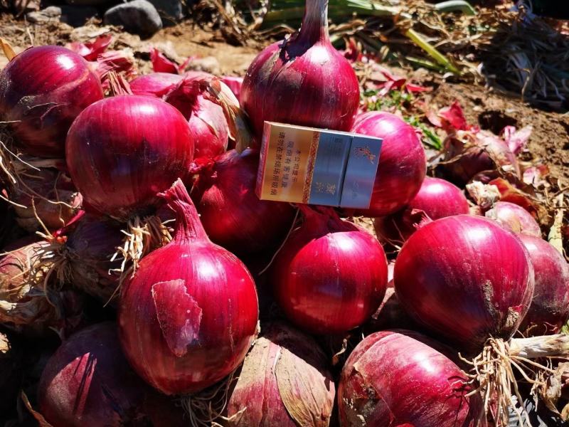 洋葱批发甘肃洋葱基地甘肃西域胜陇源农业优质洋葱基地