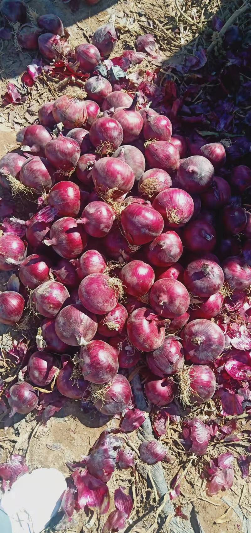 洋葱批发甘肃洋葱基地甘肃西域胜陇源农业优质洋葱基地