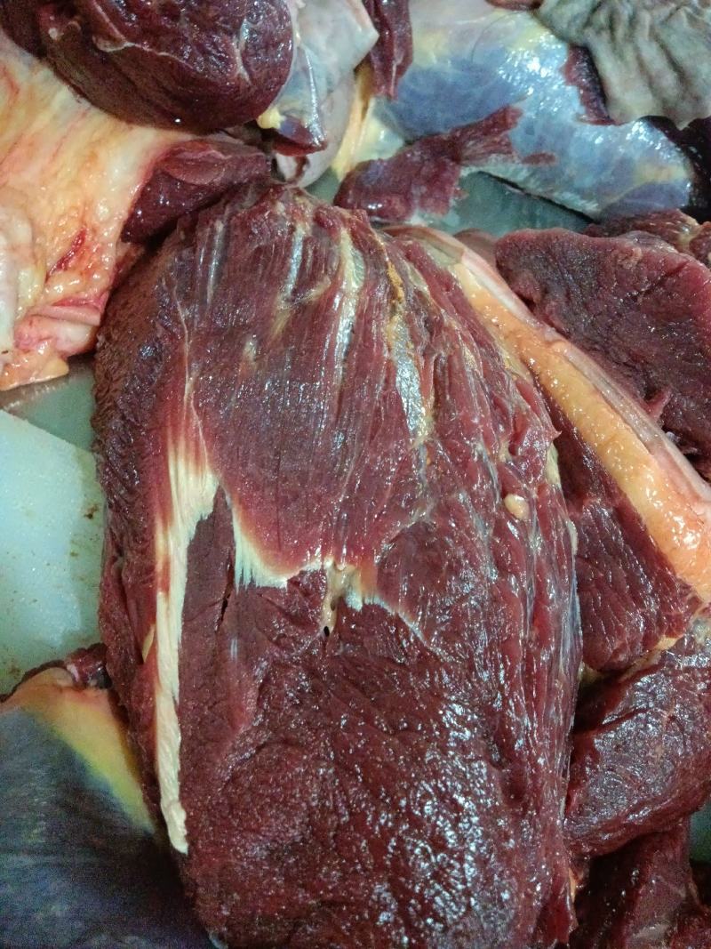 鲜马肉，天天现杀的鲜货，纯干的，一手货源，放心采购