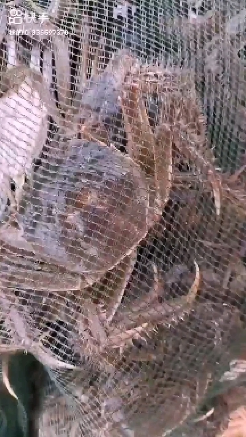 吉林白城月亮湖水库河蟹