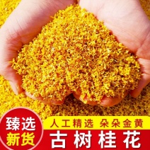 药用桂花干桂花广西桂花金桂花无硫无添加各种规格包邮