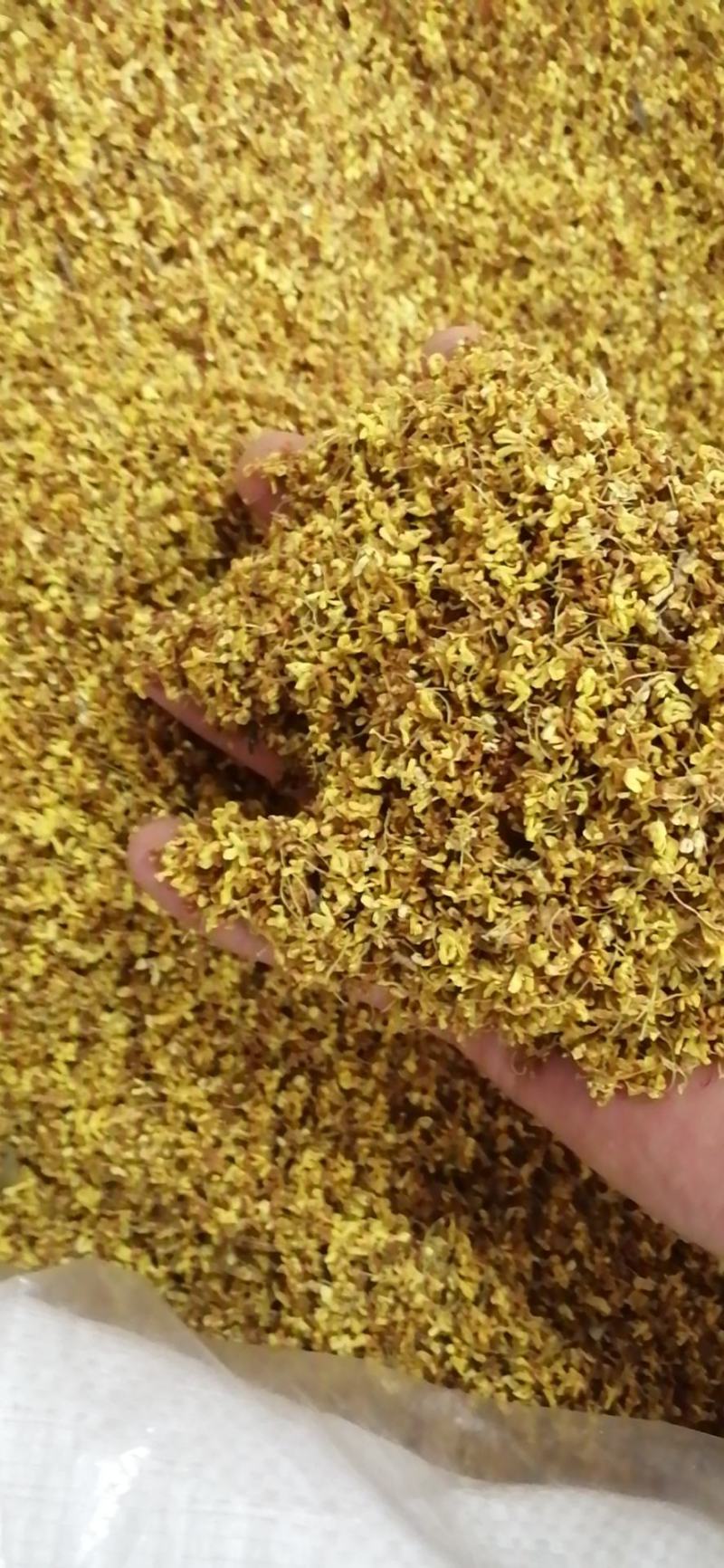 药用桂花干桂花广西桂花金桂花无硫无添加各种规格包邮