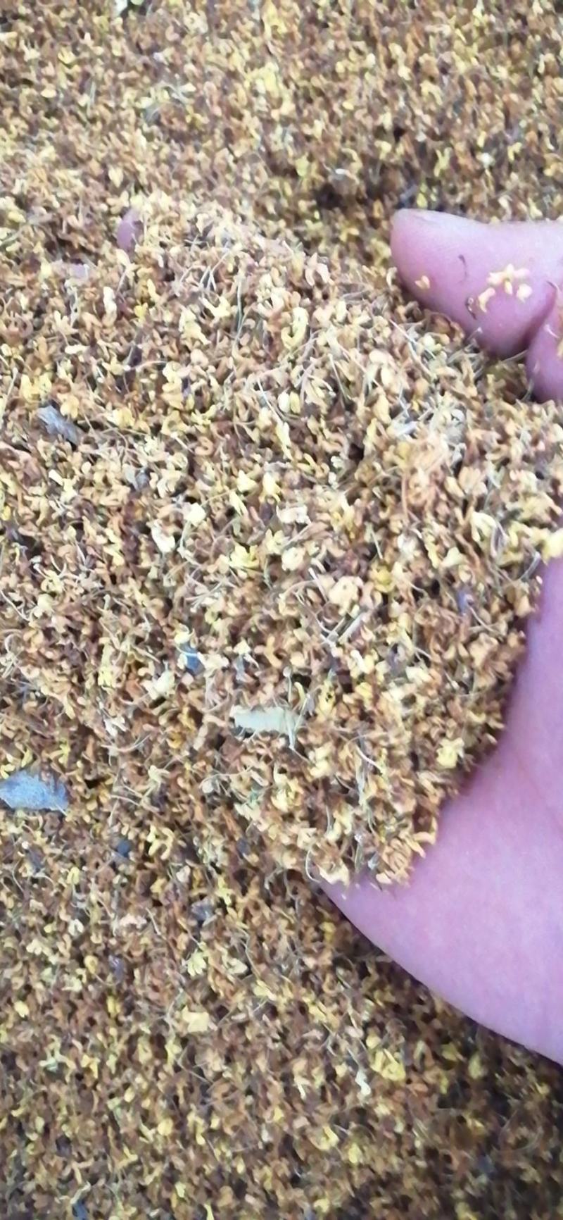 药用桂花干桂花广西桂花金桂花无硫无添加各种规格包邮