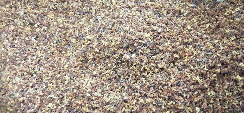 药用桂花干桂花广西桂花金桂花无硫无添加各种规格包邮