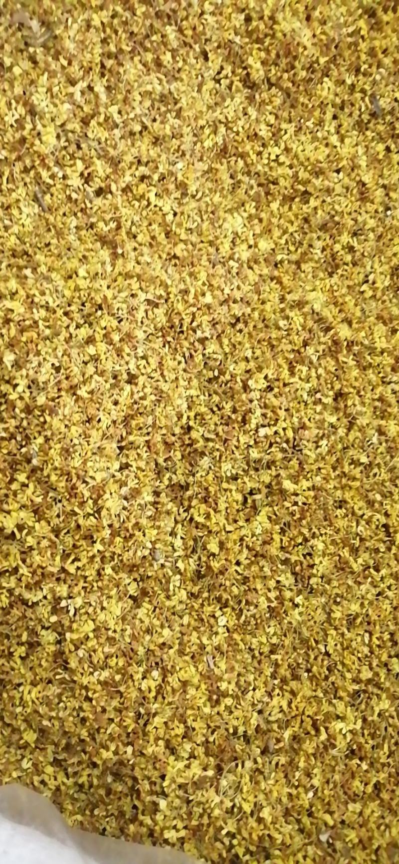 药用桂花干桂花广西桂花金桂花无硫无添加各种规格包邮