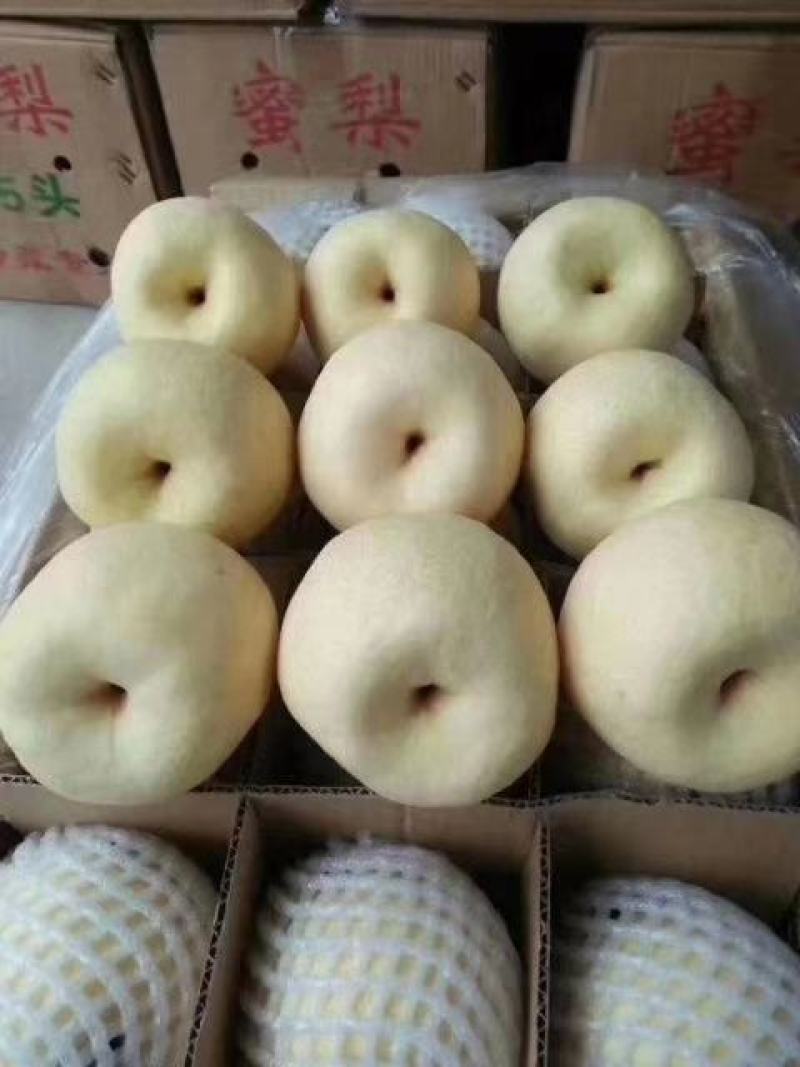 【精品酥梨】陕西酥梨批发，酥梨产地批发，酥梨批发价格，