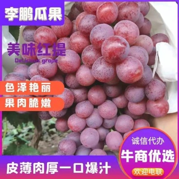 陕西红提葡萄、颗粒大、串行好、色度好/果粉好