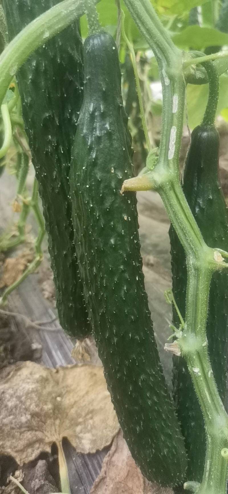 黄瓜