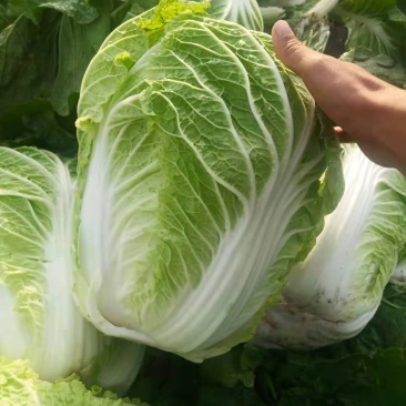 东北黄心大白菜，适合走市场，酸菜厂，泡菜厂价格不贵