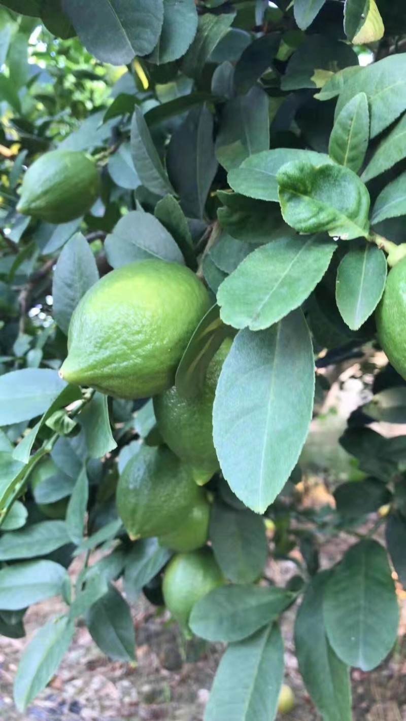广东香水无籽一级二级三级新鲜采摘汁水多皮厚