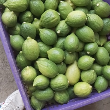 广东香水无籽一级二级三级新鲜采摘汁水多皮厚