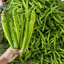 推荐长剑尖椒.鲜辣椒.黄绿皮.中辣.产地直发.