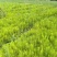 湿地松