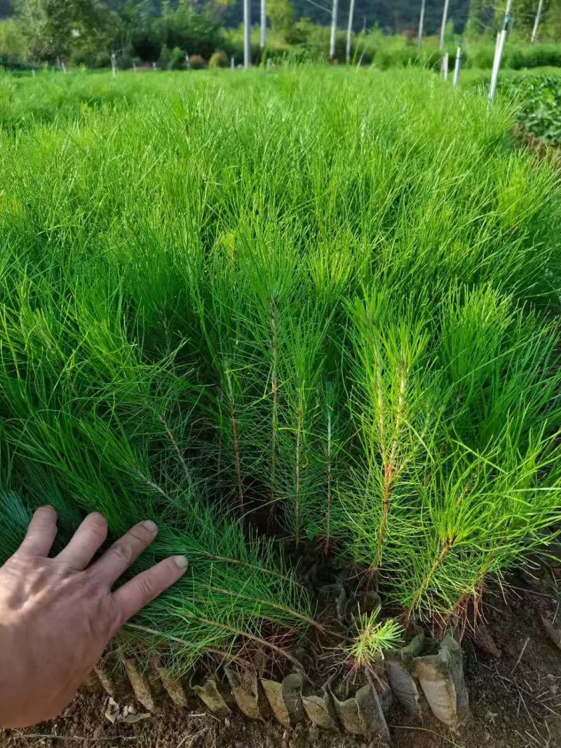 湿地松