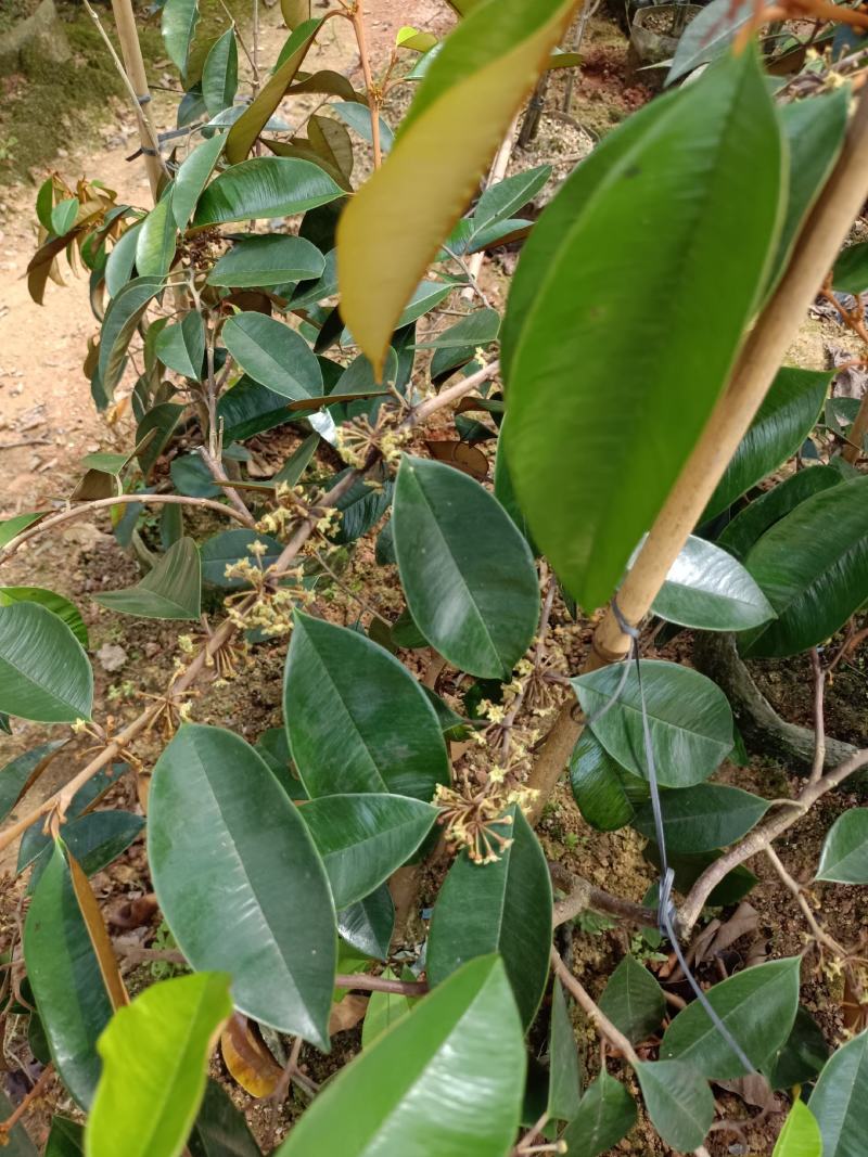 越南进口牛奶果苗紫色牛奶果带营养杯苗发货包邮