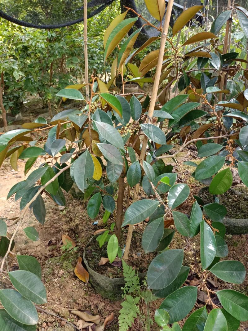 越南进口牛奶果苗紫色牛奶果带营养杯苗发货包邮