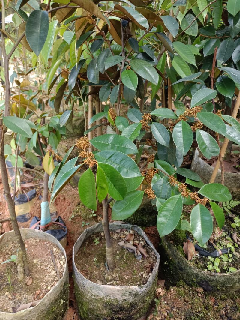 越南进口牛奶果苗紫色牛奶果带营养杯苗发货包邮