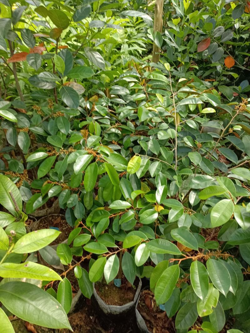 越南进口牛奶果苗紫色牛奶果带营养杯苗发货包邮