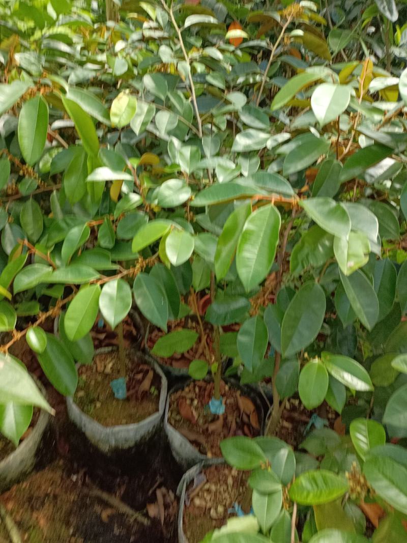 越南进口牛奶果苗紫色牛奶果带营养杯苗发货包邮