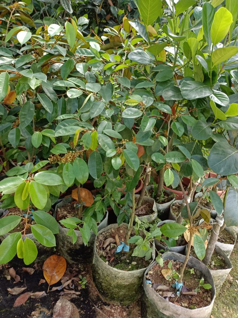 越南进口牛奶果苗紫色牛奶果带营养杯苗发货包邮