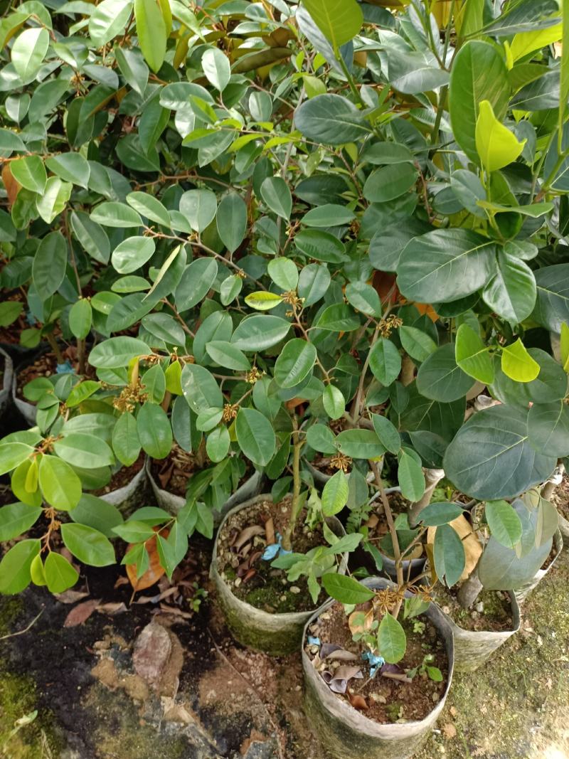 越南进口牛奶果苗紫色牛奶果带营养杯苗发货包邮
