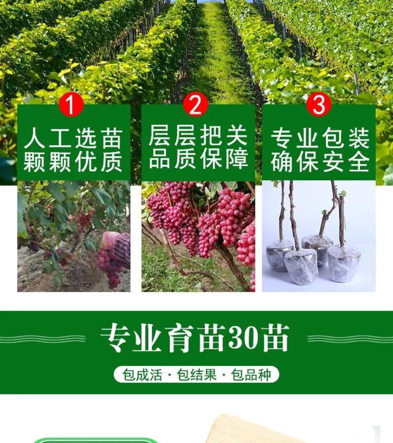 新品种13号葡萄带盆发货南北方种植盆栽地栽当年结果果树苗