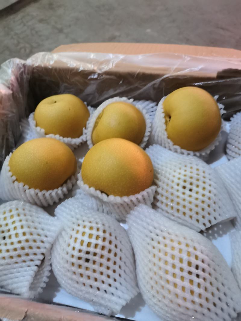 秋月精选秋月梨口感甜颜色好，海量货源