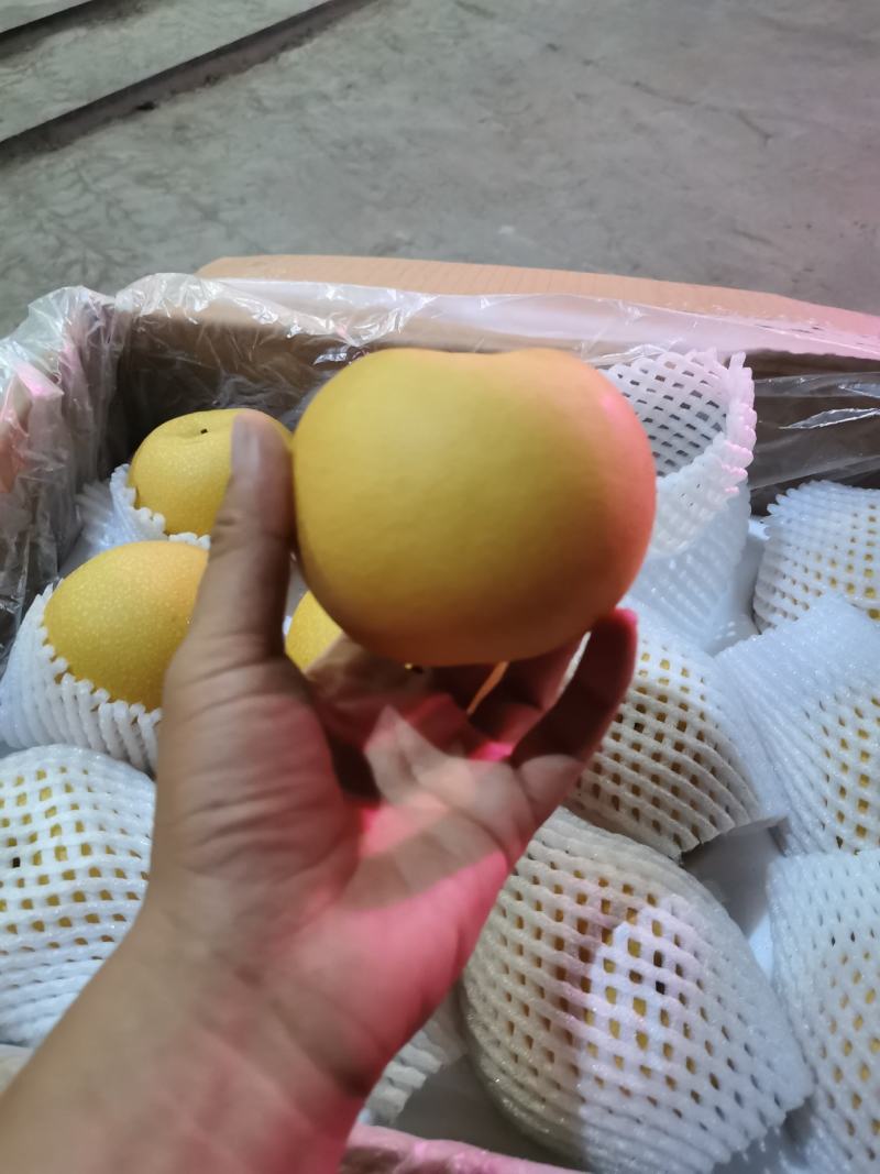 秋月精选秋月梨口感甜颜色好，海量货源