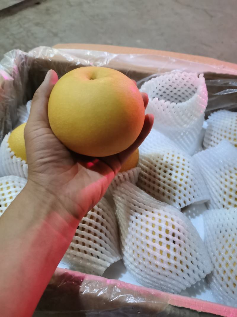 秋月精选秋月梨口感甜颜色好，海量货源