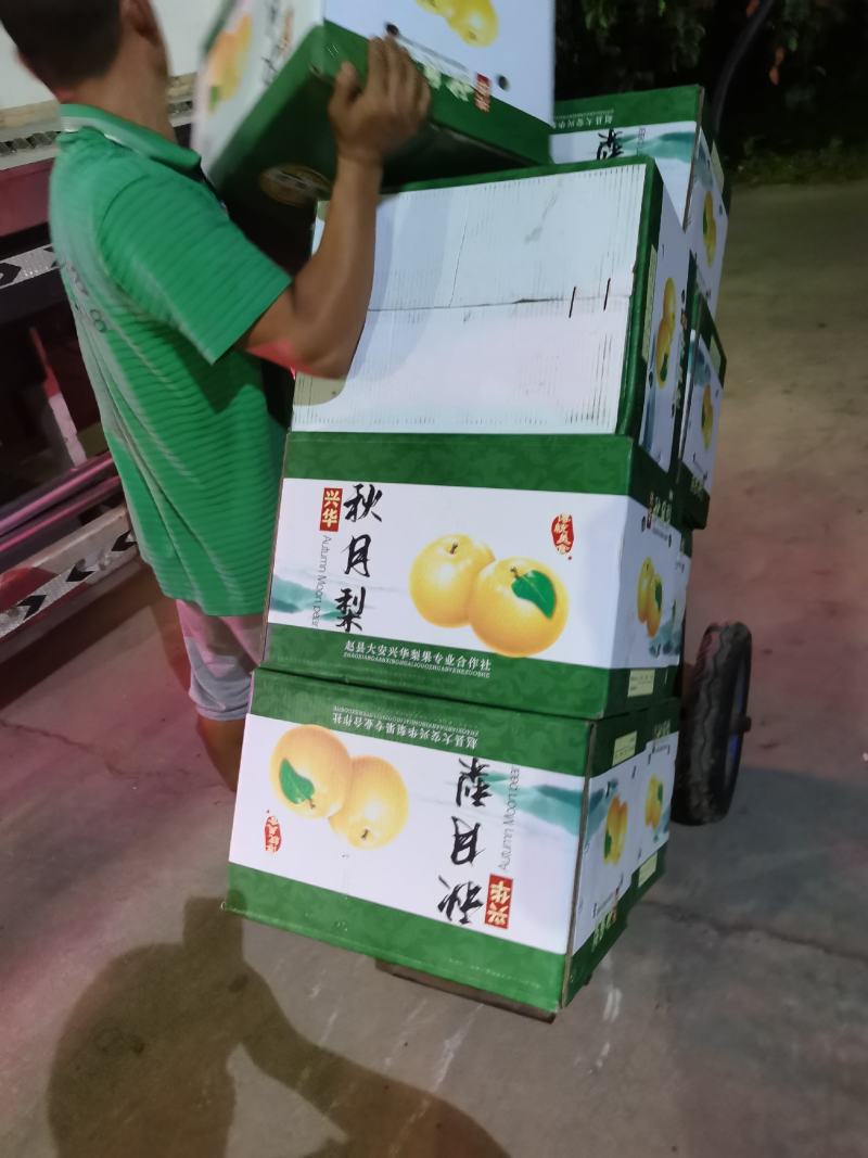 秋月精选秋月梨口感甜颜色好，海量货源
