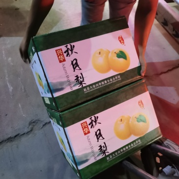 秋月精选秋月梨口感甜颜色好，海量货源