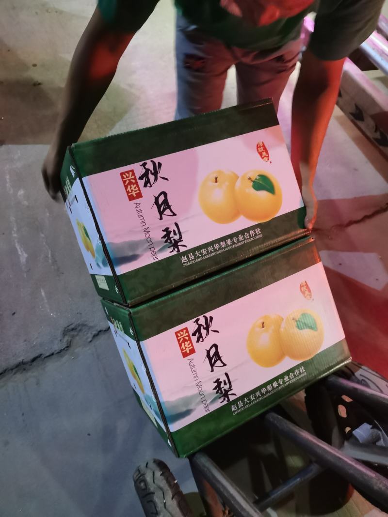 秋月精选秋月梨口感甜颜色好，海量货源
