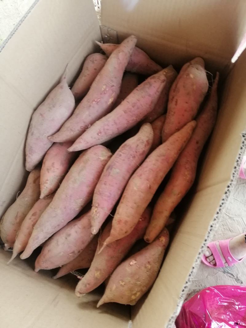开封西瓜红蜜薯，基地直销，质量好价格优，货源稳定供货全国