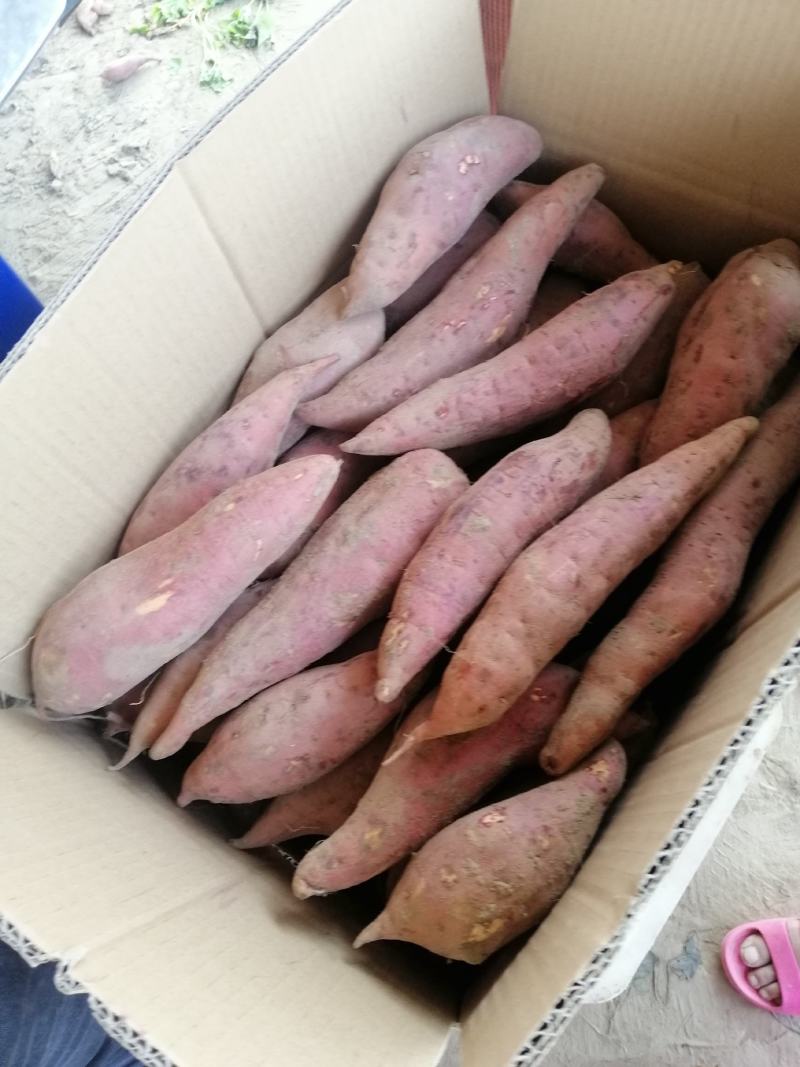 开封西瓜红蜜薯，基地直销，质量好价格优，货源稳定供货全国