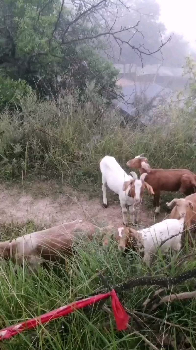 【诚信经营】陇桥绿源”自然放养食草山羊可视频看货基地直发