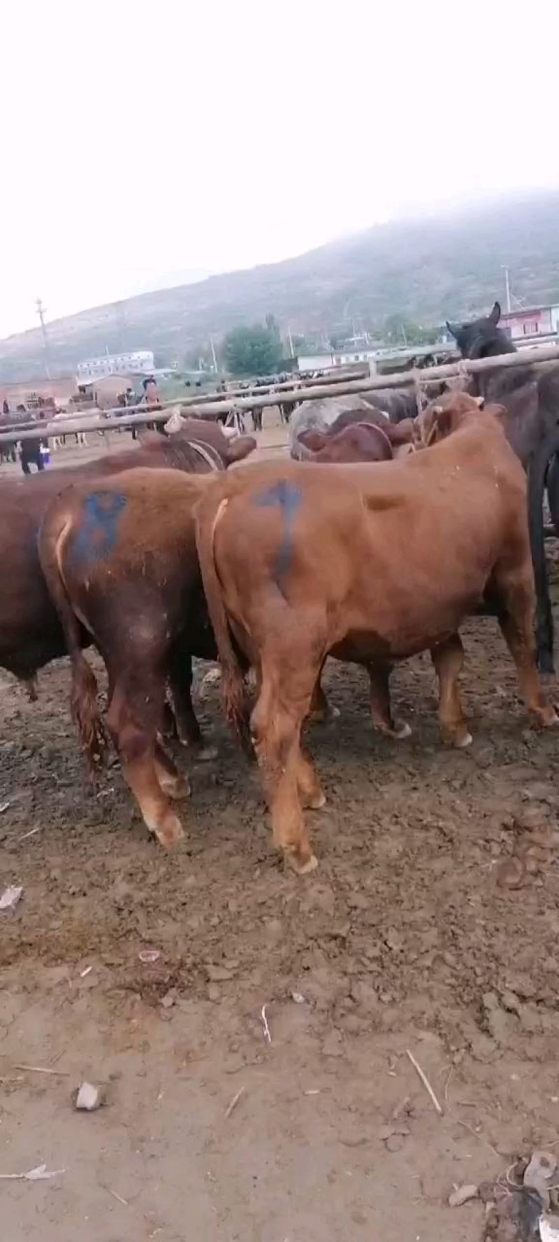 肉牛犊，欢迎各位老板前来参观选购