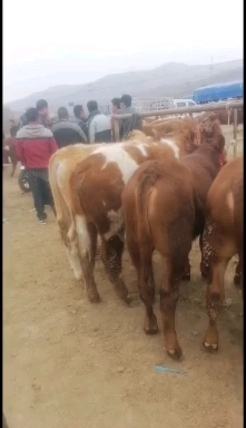 肉牛犊，欢迎各位老板前来参观选购