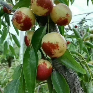 大荔县冬枣正在热卖中，基地直发，规格齐全全国发货
