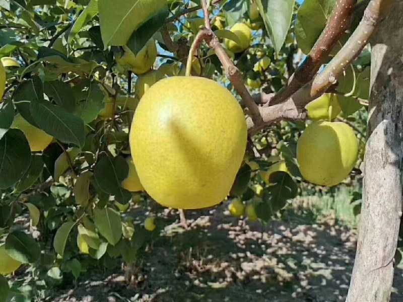 绿色精品雪花梨梨园直采，自家果园千亩梨园