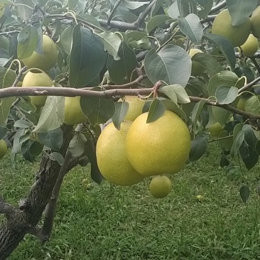 绿色精品雪花梨梨园直采，自家果园千亩梨园