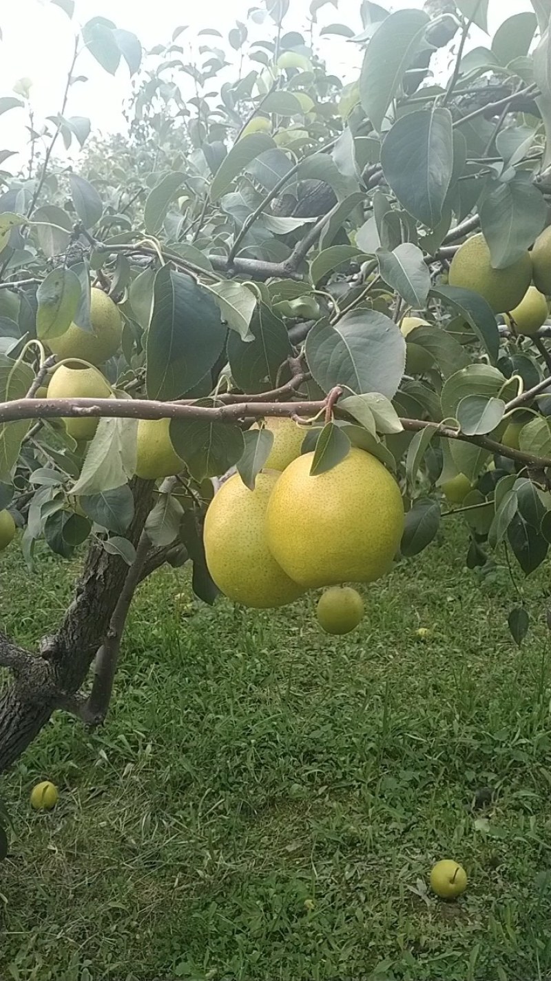 绿色精品雪花梨梨园直采，自家果园千亩梨园