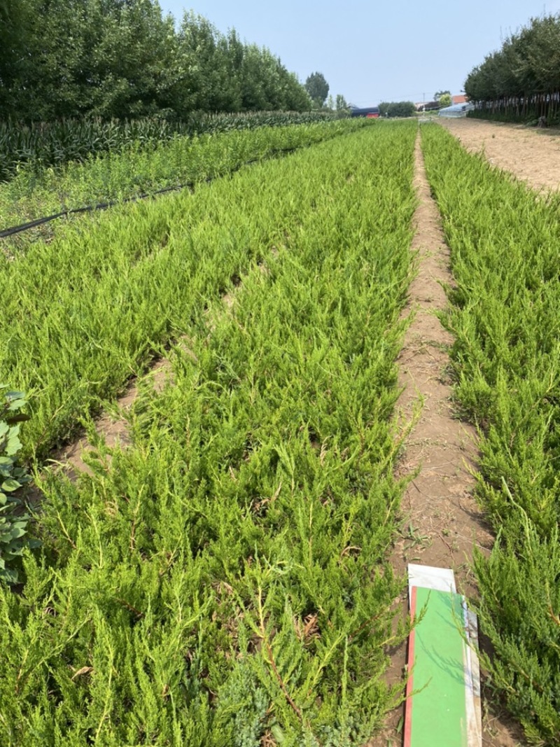 小龙柏